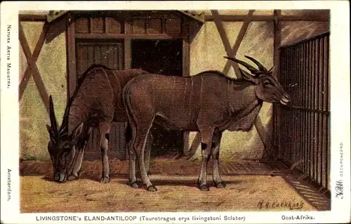 Künstler Ak Koekkoek, M. A., Livingstone's Eland-Antiloop