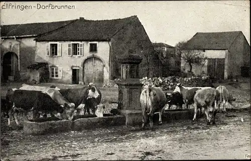 Ak Elfringen Meurthe et Moselle, Blick auf Kühe am Dorfbrunnen, Straße