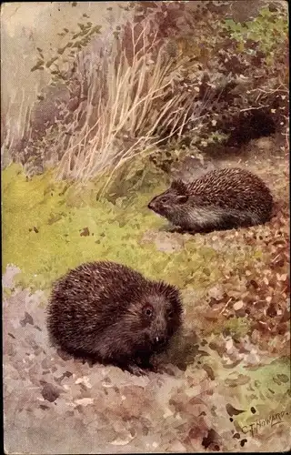 Künstler Ak Howard, C. T., Zwei Igel