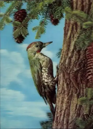 3-D Ak Woodpecker, Specht an einem Baum