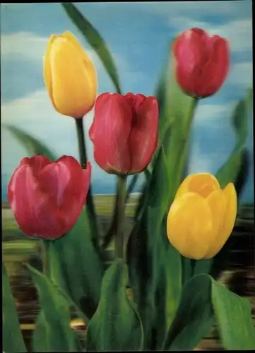 3D Ak Rote und gelbe Tulpen, Tulips