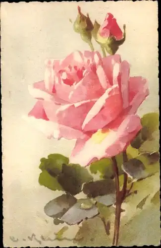 Künstler Litho Klein, Catharina, rosa Rose