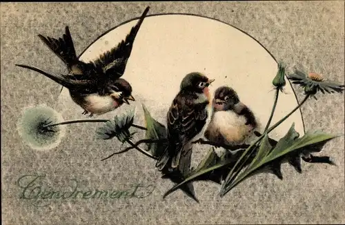 Ak Vögel, Löwenzahn, Tenrdement