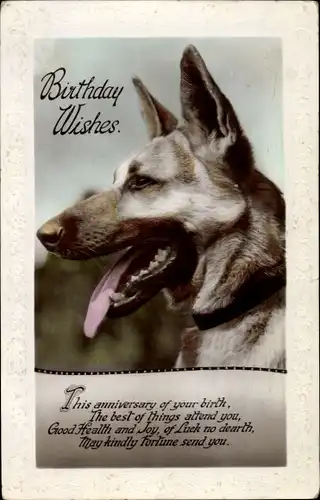 Ak Glückwunsch Geburtstag, Schäferhund