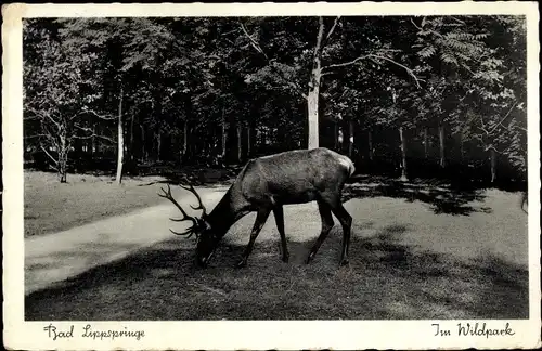 Ak Bad Lippspringe in Westfalen, Im Wildpark