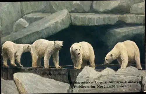 Ak Hamburg Eimsbüttel Stellingen, Hagenbecks Tierpark, Nordland Panorama, Eisbären