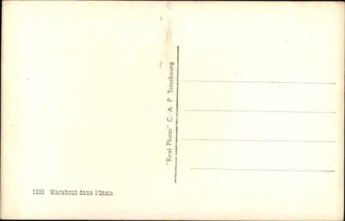 Ak Marabout dans l'Oasis, Maghreb, Esel, Palmen