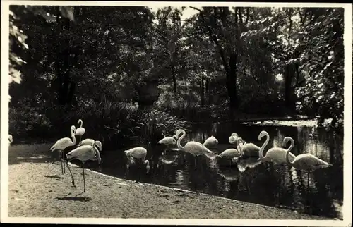 Ak Hamburg Eimsbüttel Stellingen, Carl Hagenbecks Tierpark, Flamingos am japanischen Weiher
