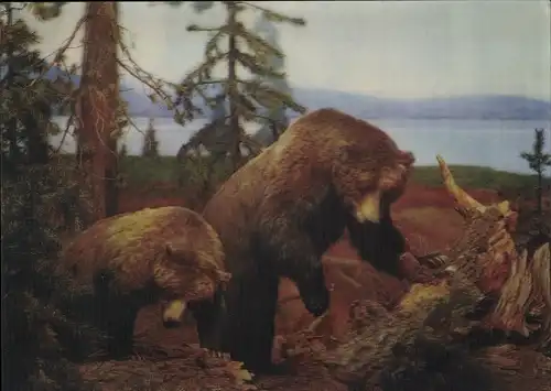 3-D Ak Bears, Zwei Bären