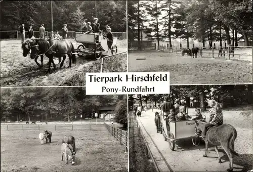 Ak Hirschfeld in Sachsen, Tierpark, Pony-Rundfahrten, Esel