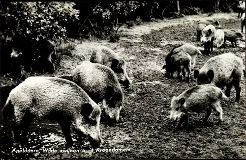 Ak Apeldoorn, Wilde zwijnen in 't Kroondomein, Wildschweine