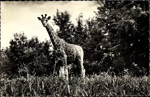 Ak Faune Africaine, Bildnis einer Giraffe