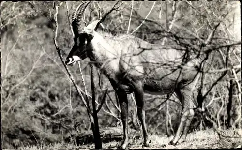 Ak Faune Africaine, Antilope