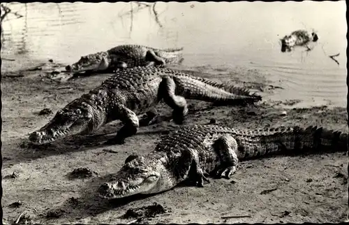 Ak Faune Africaine, Crocodiles