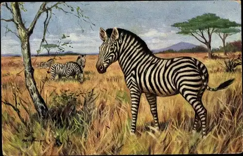 Ak Afrikanische Tierwelt, Zebras