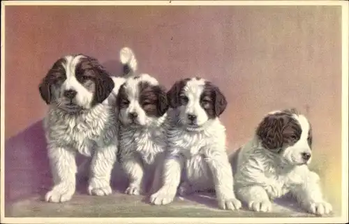 Ak Kleine Bernhardiner, Welpen, Hundeportrait