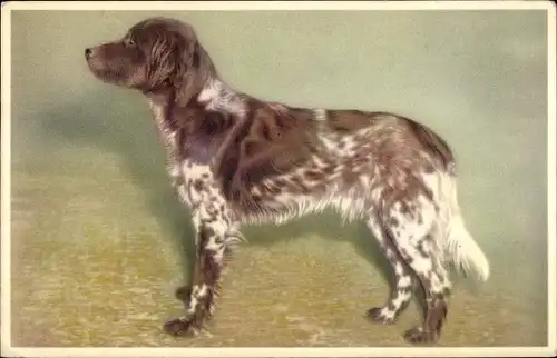 Ak Braun-weißer Hund, Tierportrait, Hundeportrait