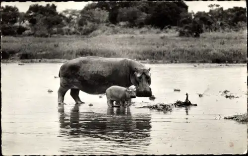 Ak Faune Africaine, Hipopotame, Nilpferde