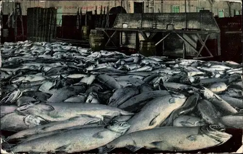 Ak Gefangene Fische, Fischfang