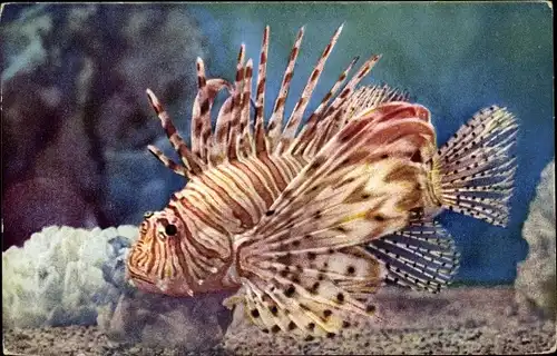 Ak Aquarium de Monaco, Pterois Volitans, Fisch