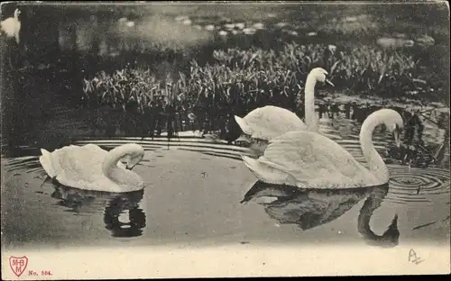 Ak Schwäne, Teich, Fauna, Tierwelt