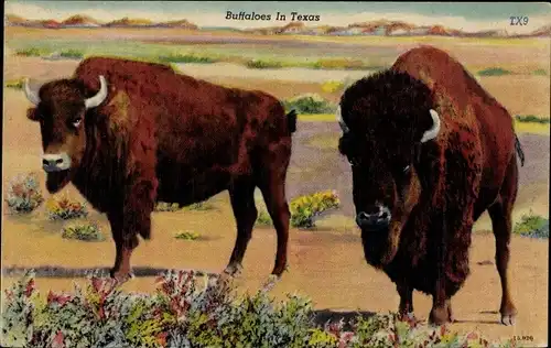 Ak Buffaloes in Texas, Tierwelt in Nordamerika