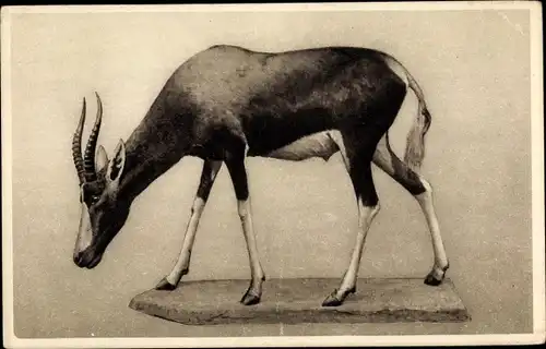 Ak South Africain Museum, Cape Town, Bontebok