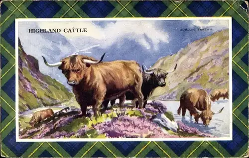 Passepartout Ak Highland Cattle, Rinder, Highland Cows