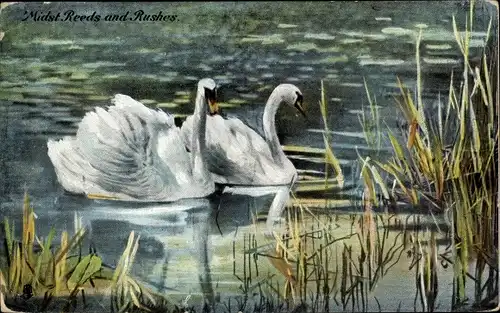 Ak Midst. Reeds und Rushes, Schwäne