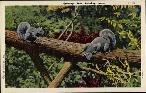 Ak Amerikanische Tierwelt, Petoskey, Graue Eichhörnchen