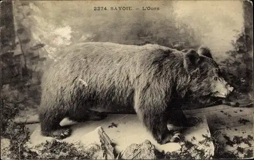 Ak Savoie, L'Ours, Braunbär