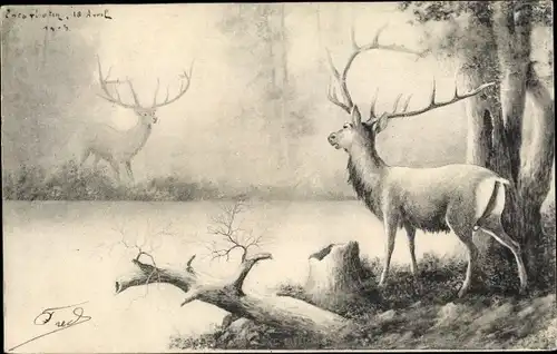 Ak Hirsche am Flussufer, König des Waldes