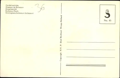 Ak Ringelastrild, Diamant de Bichenov