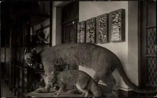 Foto Ak Zoologisches Museum, Raubkatze, Wüstenfuchs?