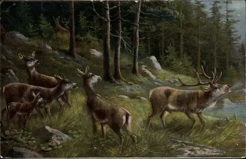 Ak Partie im Wald, Hirsch und Rehe