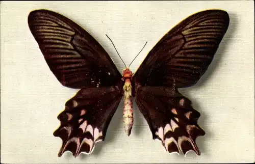 Ak Rosa schwarz brauner Schmetterling, Papilio Semperi