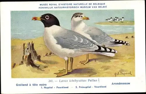 Künstler Ak Dupond, Hub., Larus ichtyaetus, Fischmöwe