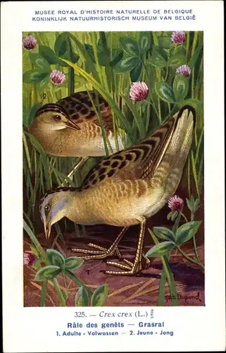 Künstler Ak Dupond, Hub., Rale des genets, Grasral, Nr 325