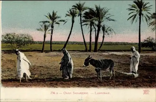 Ak Oasis Saharienne, Labourage, Eselpflug in einer Wüstenoase, Maghreb