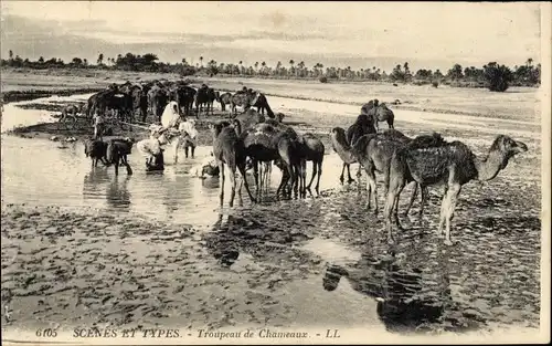 Ak Scenes et Types, Troupeau de Chameaux, Kamele, Palmen, Wasserstelle, Maghreb