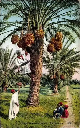Ak Palmiers Dattiers, la Cueillette, Dattelernte