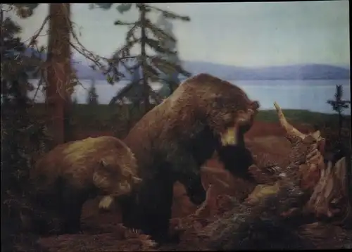 3-D Ak Bears, Zwei Bären