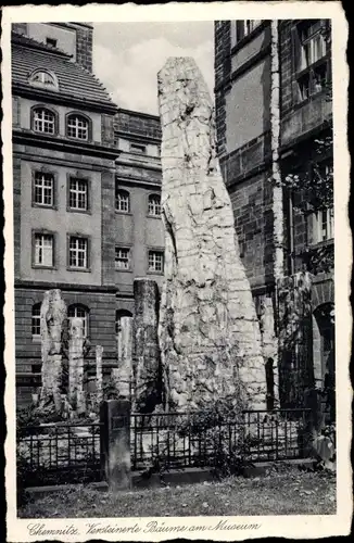 Ak Chemnitz Sachsen, Versteinerte Bäume am Museum