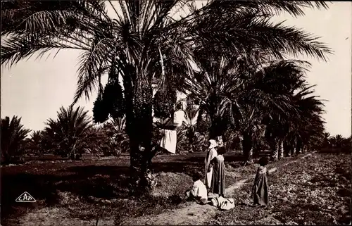 Ak La Cueillette des Dates, Dattelernte, Maghreb