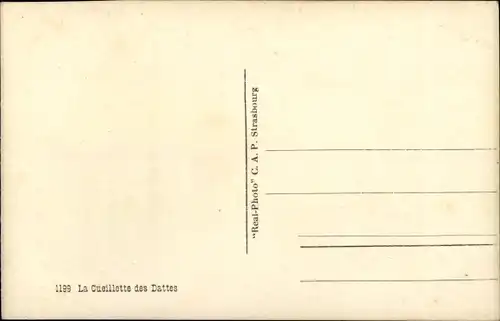 Ak La Cueillette des Dates, Dattelernte, Maghreb