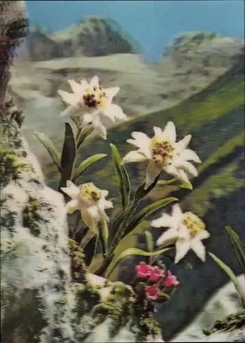 3-D Ak Edelweiss, Blumen, Gebirge