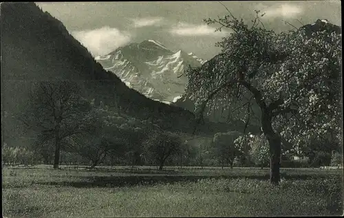 Ak Wilderswyl Wilderswil Kanton Bern Schweiz, Jungfrau