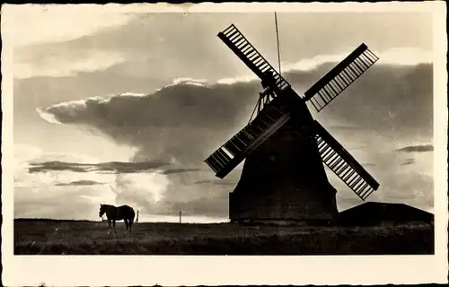 Ak Insel Amrum in Nordfriesland, Windmühle, Pferd