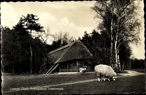 Ak Loenen Gelderland, Schaapskool Loenermark