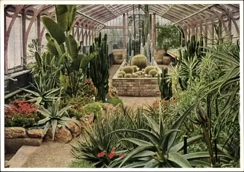 Ak Bad Cannstatt Stuttgart, Wilhelma, Kakteenhaus